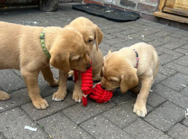 Home Raised Fox Red Labrador Puppies