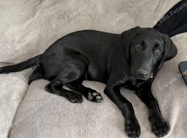 Labrador
