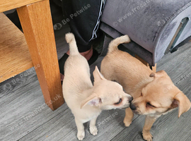 Miniature pincher x pomeranian puppy's