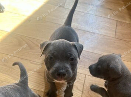 Blue Staffy puppies