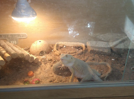 Female bearded dragons