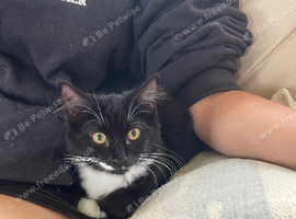 Kittens