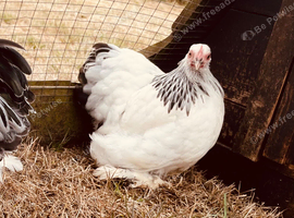 Columbian Pekin girl