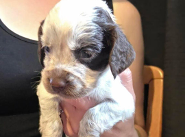 Cocker spaniel pups