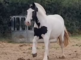 Lovely 8yo 13.2hh Cob Mare For Sale