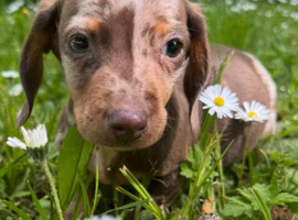 KC MINITURE DACHSHUND