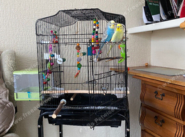 Budgies and cage for sale