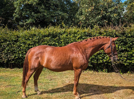 16hh Arko x Newmarket Venture 4 year old Gelding