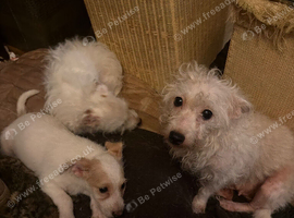Jack Russel Terrier Pups
