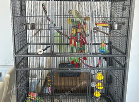 1 year old baby conure