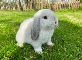 Mini lop boy