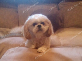 Looking for an older Lhasa or Shih Tzu