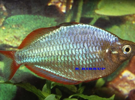 Tropical Community Fish, Strong Healthy & Home Brede From &pound;2