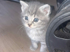 3 British shorthair kittens