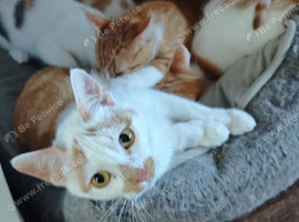 Ginger and Calico kittens