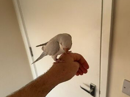 Male Quaker and cage