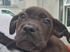PUP'S FOR SALE &pound;600ono your perfect pet is here waiting for you