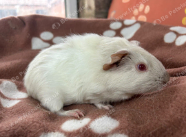 Funky ridged boy guinea pig