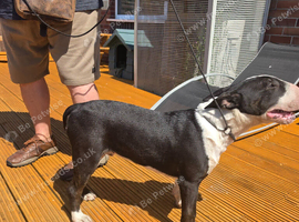 Male Puppy