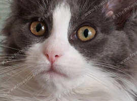 Maine coon ragdoll (Racoon)kittens only two girls left
