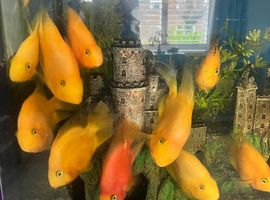 Blood parrots / silver dollars xl common plec