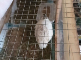 Available VERY LARGE SIZE English White HEN FEMALE Quails - Flora and Petal 7 wks old and still growing