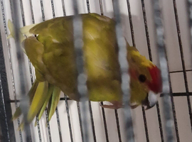 Male Kakiriki