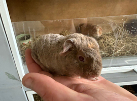 Purebred teddy baby