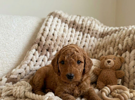 Australian Labradoodle Puppies