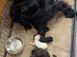 F1 cocker spaniel puppies