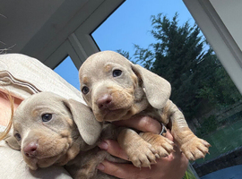 Miniature dachshunds