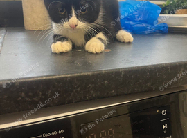 3 months old kitten