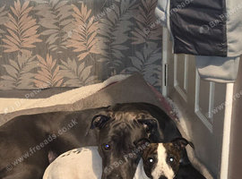 Blue Female Cane Corso
