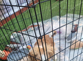 Pekingese cross