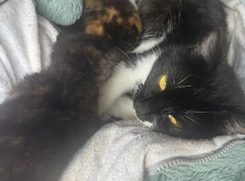 BEAUTIFUL GIRL KITTEN