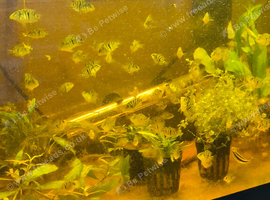 Convict X Firemouth Hybrid Cichlids