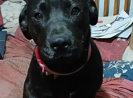 18 month old rottie cross