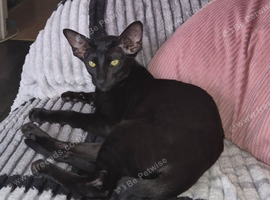 Lovely black oriental