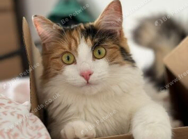 Delilah - Loving Calico Cat looking for a new home