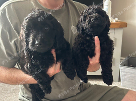 Cockapoo puppies *only 2 black girls left*