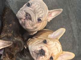 Velvet French bulldogs READY NOW
