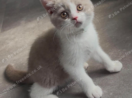Full Britishshort kittens olny 1 boy  ready now