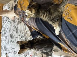 Two adorable tabby kitten girls &ndash; mixed breed