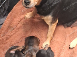 Patterdale pups