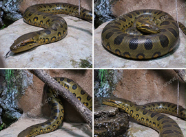 Green Anaconda's