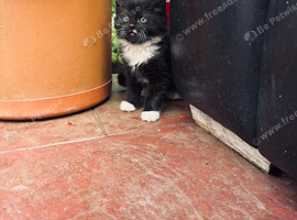 Adorable 8 Week Old Kittens Looking for Loving Homes