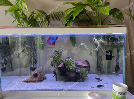 6 galaxy rasboras 2 black cora dora