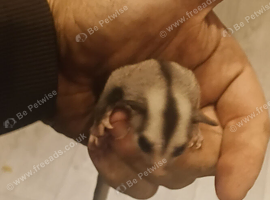 2 baby sugargliders m and f