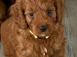 Hereditary Clear Red Cockapoo&rsquo;s