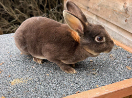 Velvet Rex, rabbit